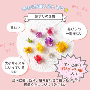 訳ありアウトレット ドライフラワー スターフラ...の詳細画像5