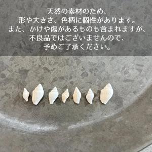 自然素材 10g 本物の小さな巻貝 レジン封入...の詳細画像4