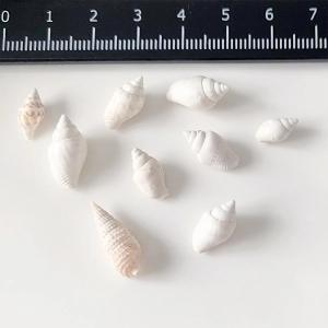 自然素材 10g 本物の小さな巻貝 レジン封入...の詳細画像5