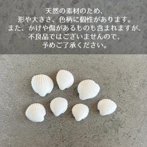 自然素材 8g 本物の小さな白い貝殻 レジン封...の詳細画像3