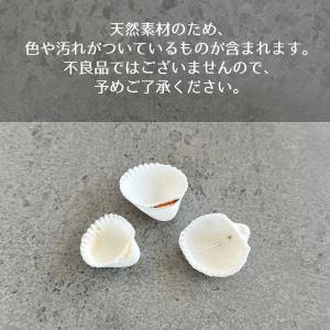 自然素材 8g 本物の小さな白い貝殻 レジン封...の詳細画像4