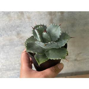 アガベ イシスメンシス 3.5号 isthmensis【八ヶ岳農場から出荷します】