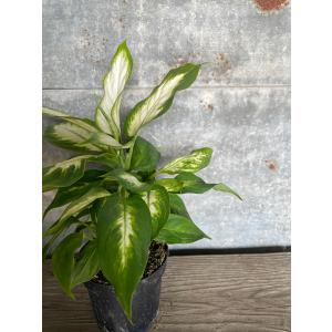 カミーラ 観葉植物の商品一覧 通販 Yahoo ショッピング