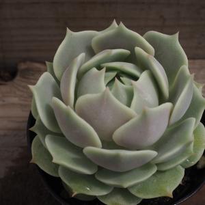 エケベリア ローラの商品一覧 通販 Yahoo ショッピング