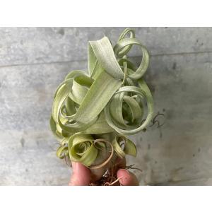 【数量限定】チランジア カーリースリム Tillandsia Curly Slim【岐阜農場から出荷します】