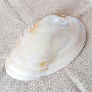 陶器製 小物入れ 器 二枚貝 巻貝 1個 1801【宅配便】 : GreenRose