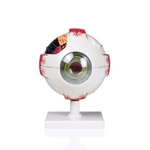 Parco Scientific PB00075 4X life size Human Eye: 7 Parts 並行輸入