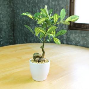 人工観葉植物 光触媒 シェフレラポット 30cm...の商品画像