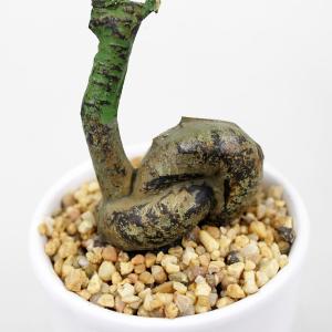 人工観葉植物 光触媒 シェフレラポット 30c...の詳細画像1