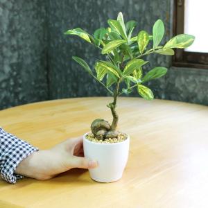 人工観葉植物 光触媒 シェフレラポット 30c...の詳細画像4
