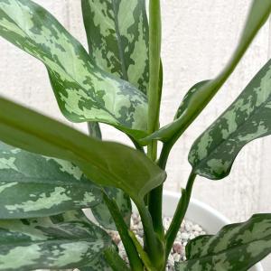 レオン 観葉植物 アグラオネマの商品一覧 通販 Yahoo ショッピング