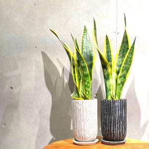 サンスベリア ローレンティー 8号鉢サイズ 白色 セラアート鉢 鉢植え