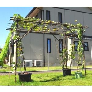 パーゴラ ガーデンファニチャー 庭 ガーデニング Diy 工具 通販 Yahoo ショッピング