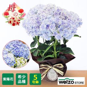 母の日 2023 花 ギフト アジサイ 万華鏡 【遅れてごめんね 23/5/14以降届け お祝い 日時指定不可】