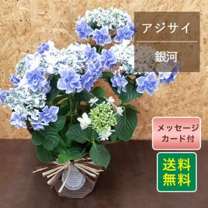あじさい 鉢 白 生花 の商品一覧 花 ガーデニング 通販 Yahoo ショッピング