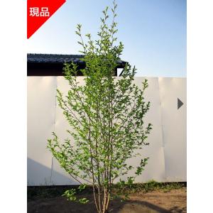 現品発送 ジューンベリー 株立ち 樹高1.7m-2.0m(鉢底から 現品発送 ジューンベリー 株立ち 樹高1.7m-2.0m(鉢底から