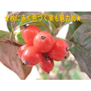 ハナミズキ ピンク花 樹高2.0m前後(根鉢含...の詳細画像2