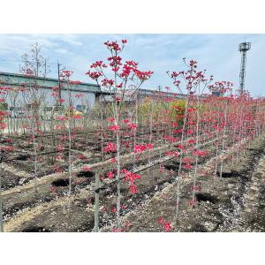 ハナミズキ ピンク花 樹高2.0m前後(根鉢含...の詳細画像3