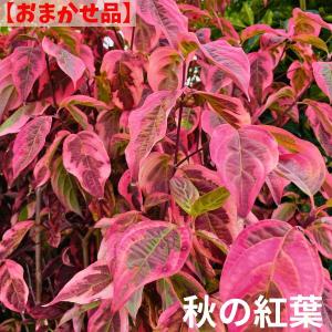 赤花ハナミズキ チェロキーチーフ 約1.8m 1本株 花水木 大株植木苗木