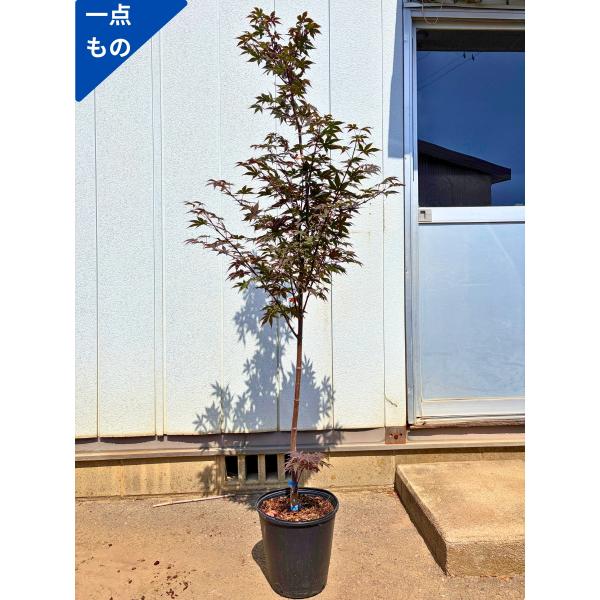 一点もの 野村モミジ ノムラモミジ 8号 樹高1.7m(鉢底から) 紅葉 苗木 苗 楓 カエデ シン...