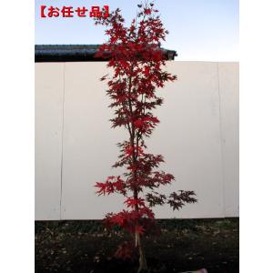 希少 絶品美形。カツラモミジ2.5M(鉢底から) 希少 絶品美形。カツラモミジ2.5M(鉢底から)