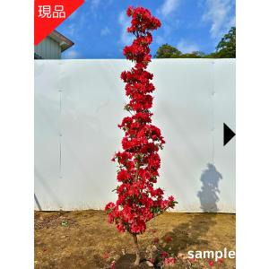 慶良間ツツジ ケラマツツジ 約1.4m 現品発送 超希少種 特大株 植木 
