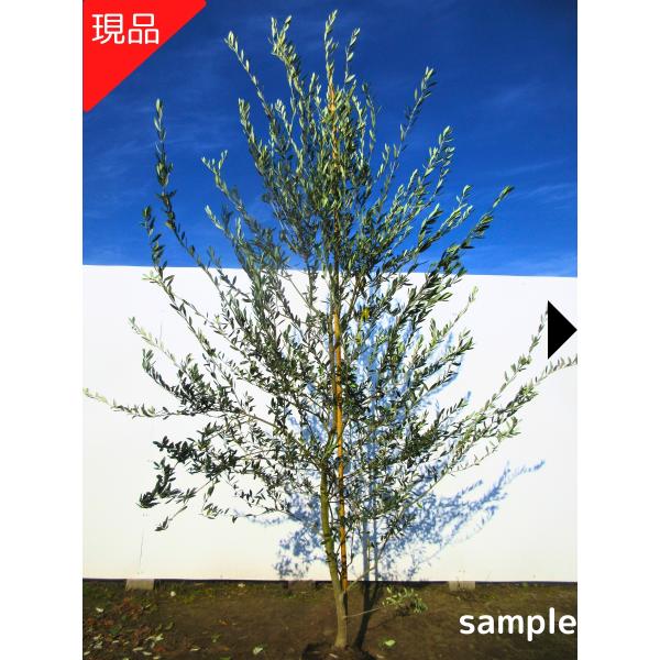 現品発送 オリーブの木 マンザニロ 樹高2.4m-2.6m(根鉢含まず）オリーブの苗木 シンボルツリ...