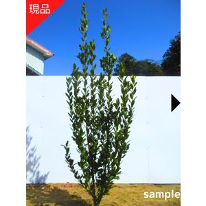 月桂樹苗／シンボルツリー　樹高130センチ 鉢植え　撮影品のお届け 現品発送 ゲッケイジュ 月桂樹 樹高2.0-2.3m(根鉢含まず) シンボル