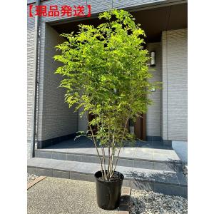 現品発送 シマトネリコ 樹高2.5m-2.7m(根鉢含まず) 株立 シンボル