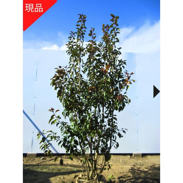 現品発送 ソヨゴ メス 株立ち 樹高1.7-1.8m(根鉢含まず） 苗木 苗 シンボルツリー 雌 モ...