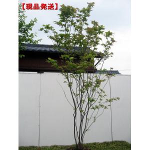 ヤマボウシ 本株立ち 樹高2.0m前後(根鉢含まず) シンボルツリー ヤマボウシ 本株立ち 樹高2.0m前後(根鉢含まず) シンボルツリー