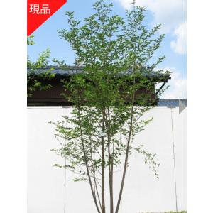 ヤマボウシ 株立ち 約2m 美樹形株 特大株 植木苗木大苗 山法師 ヤマボウシ 株立ち 約2m 美樹形株 特大株 植木苗木大苗 山法師