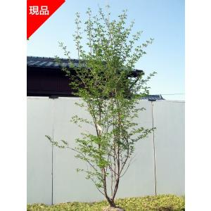 常緑エゴノキ 株立ち 約1.6m 現品発送 トキワエゴ 常緑樹 : 大福 常緑エゴノキ 株立ち 約1.6m 現品発送 トキワエゴ 常緑樹 : 大福