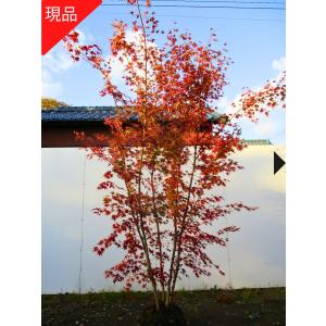 現品発送 モミジ サンゴカクモミジ(珊瑚閣紅葉) 樹高2.0-2.5m(根 現品発送 モミジ サンゴカクモミジ(珊瑚閣紅葉) 樹高2.0-2.5m(根