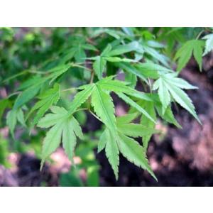 イロハモミジ 単木 樹高1.8m前後(根鉢含ま...の詳細画像2