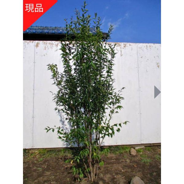 現品発送 ハイノキ(灰の木) 樹高1.7-1.8m(根鉢含まず） 苗木 シンボルツリー 庭木 植木 ...