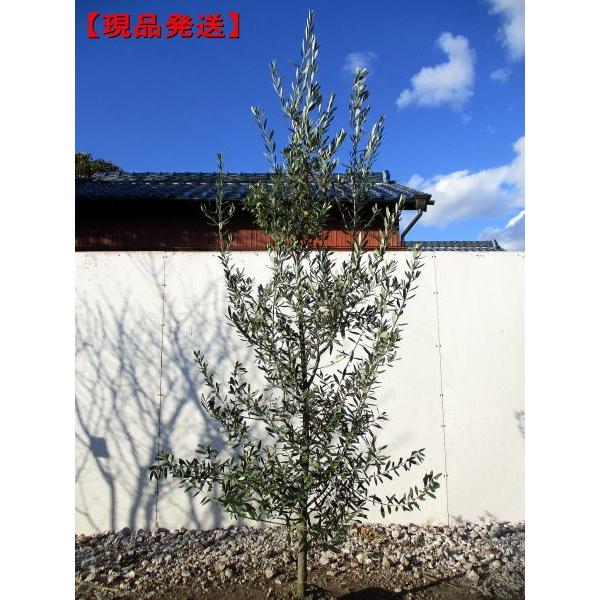 現品発送 オリーブの木 チプレシーノ  樹高2.0-2.2m(根鉢含まず) シンボルツリー 常緑高木...