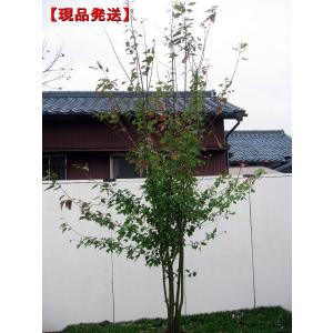 現品発送 ハナノキ(ハナカエデ) 株立 樹高2.1m-2.2...