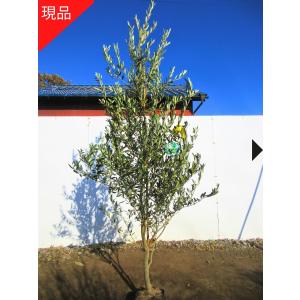 現品発送 オリーブの木 (ボルショーナ) 樹高2...の商品画像