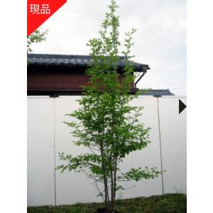 現品発送 アオハダ 株立 樹高2.4-2.6m(...の商品画像