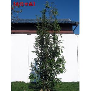 株立！シラカシ(白樫)樹高2.5m前後(根鉢含まず） シンボルツリー 庭木