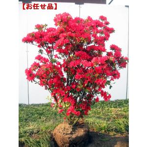 特大 久留米ツツジ(クルメツツジ) 筑紫紅(チクシベニ)樹高0.6m 特大 久留米ツツジ(クルメツツジ) 筑紫紅(チクシベニ)樹高0.6m