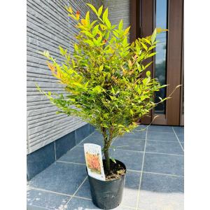 ピスタチア 7号 樹高1.0m前後(鉢底から) 紅葉 苗 シンボルツリー 苗木