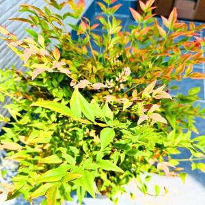 矮性ナンテン グリフストリーム 6号 樹高60...の詳細画像2