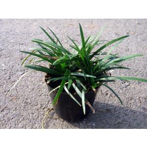 タマリュウ 玉竜 120ポット直径7.5cm ...の詳細画像1