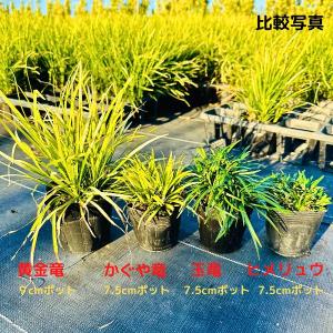 タマリュウ 玉竜 120ポット直径7.5cm ...の詳細画像2