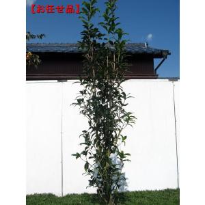 キンモクセイ(金木犀) 樹高2.0m前後(根鉢含まず) シンボルツリー 庭木 植木 常緑樹 常緑高木 送料無料 爆買