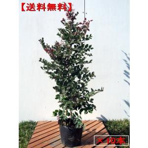 10本セット トキワマンサク(赤葉紅花) 樹高0.8m前後(根鉢含まず) 6号