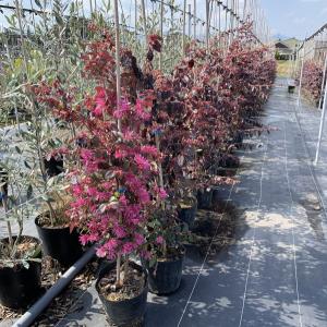 8本セット トキワマンサク(赤葉紅花) 樹高1...の詳細画像2