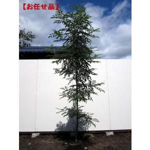 シマトネリコ 単木 樹高約2.0m(根鉢含まず) シンボルツリー 庭木 植木 常緑樹 常緑高木｜greenx2
